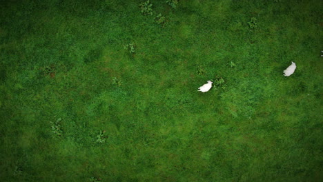 aerial of sheep in meadow moving out of shot to the right