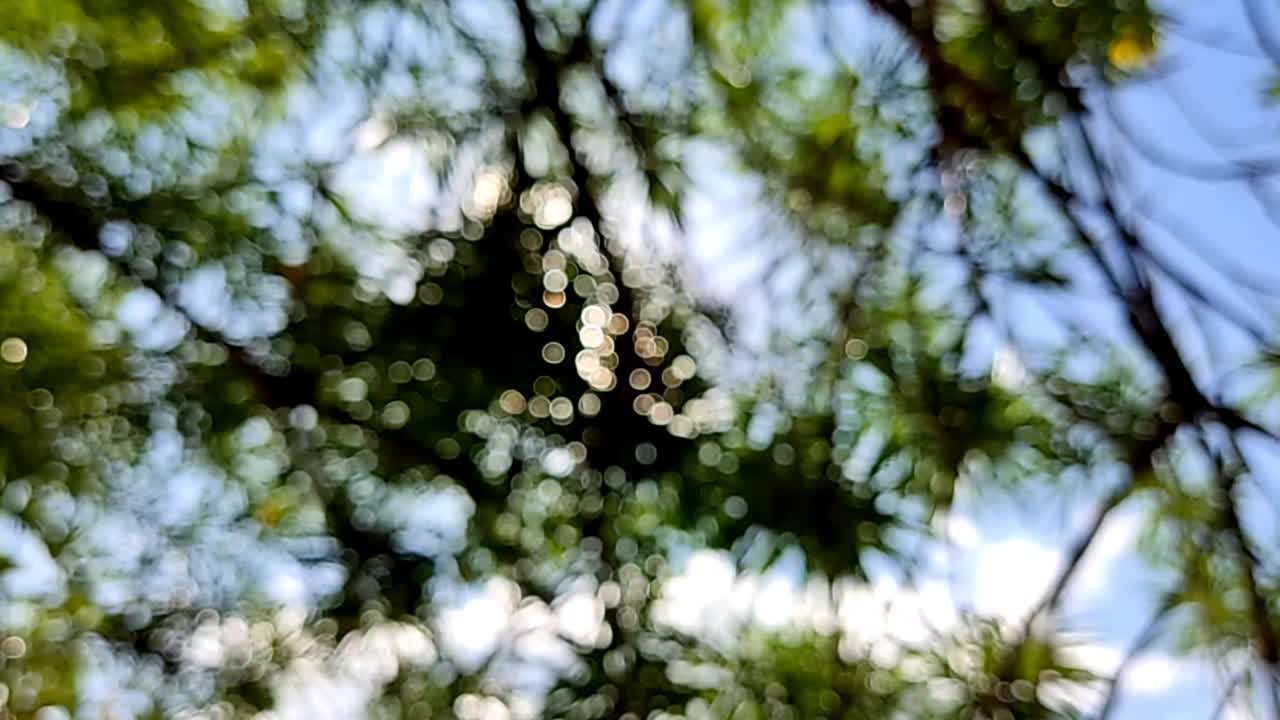 bokeh de luz que pasa a través de las hojas contra el fondo del sol