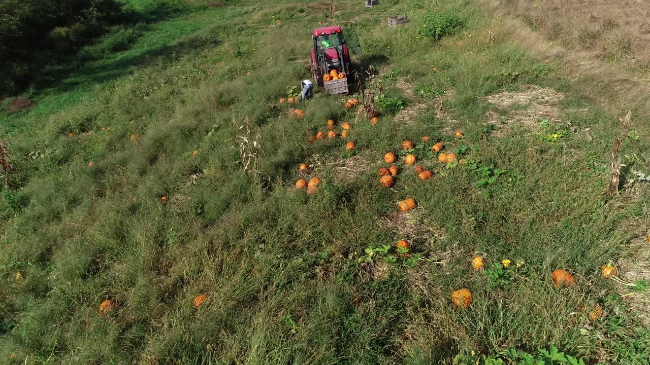 vista aérea descendente del tractor en el campo con la papelera en la parte delantera mientras el granjero recoge calabazas y las pone en la papelera