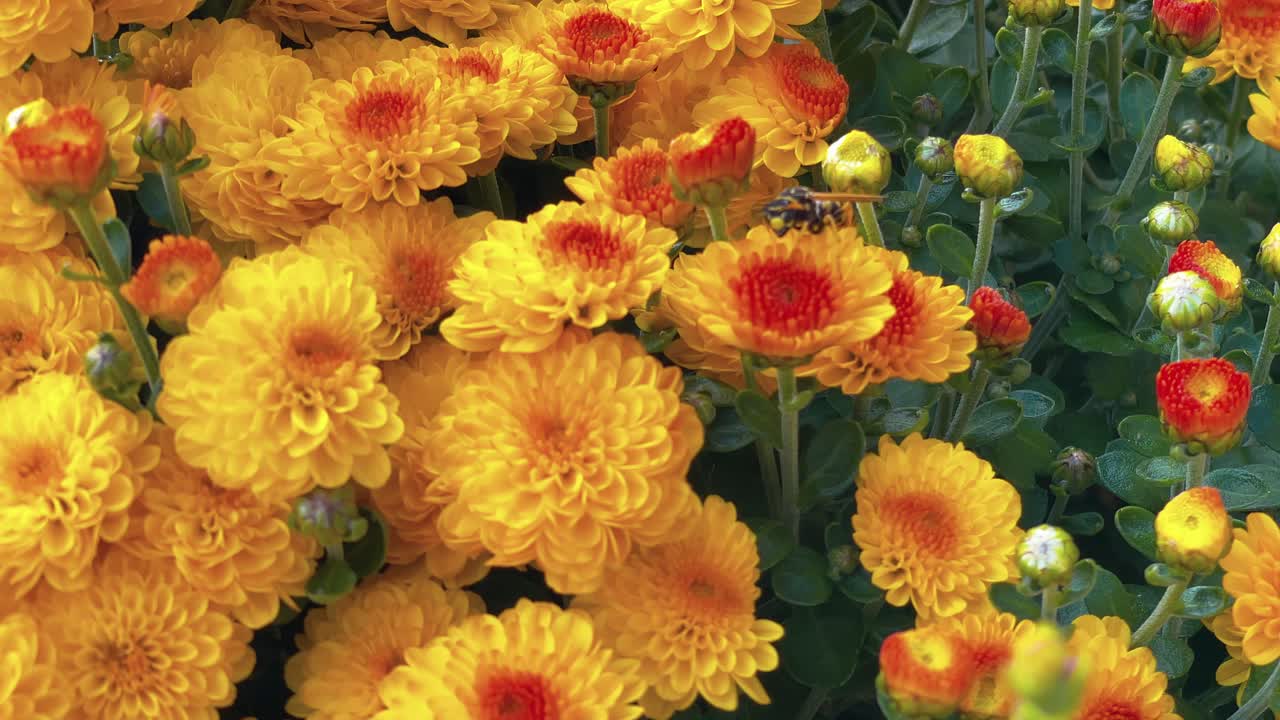 가을에 노란색과 오렌지색의 엄마 위에 앉아 있는 호넷