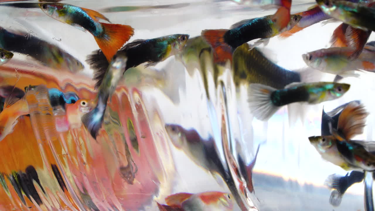 peces coloridos para la venta en el mercado vietnamita