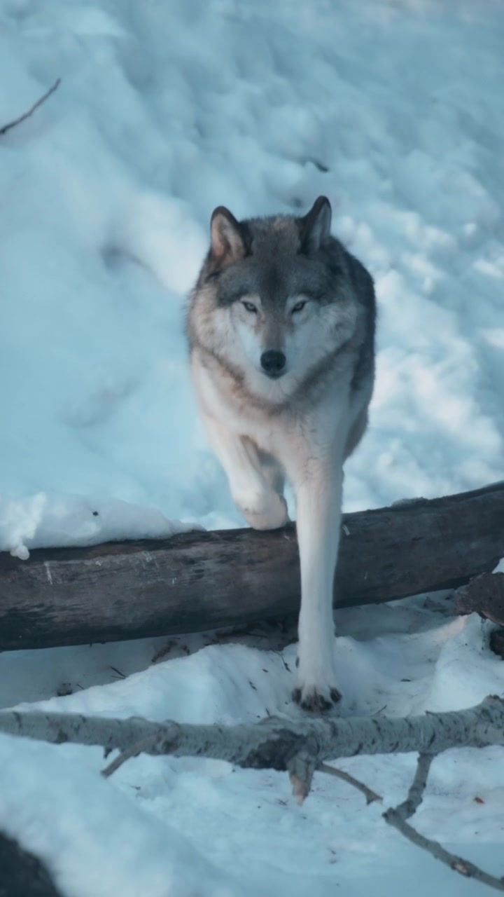 Grey wolf running through the woods in winter. Vertical.
