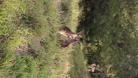 Kängurus-Boxen-Mit-Ihren-Krallenhänden-Und--füßen-Und-Demonstrieren-So-Das-Verhalten-Wilder-Tiere