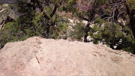 Handheld-shot-of-a-desert-lizard-stretching-its-legs-on-a-rock