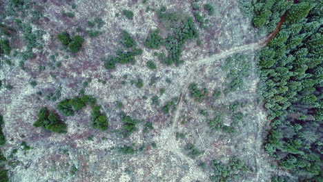 aerial top down flight over woodland forest with