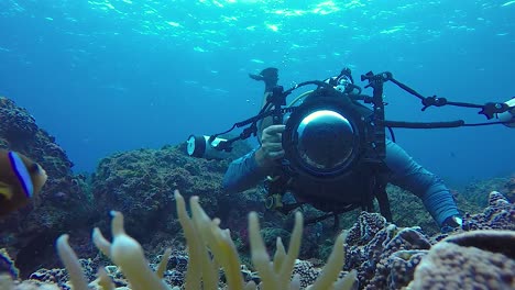 30 fps video of an underwater cameraman with a camera flash taking pictures of a anemone fish swimming above a coral reef