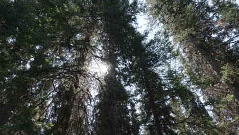 tall pine trees with sunlight filtering through branches in peaceful forest