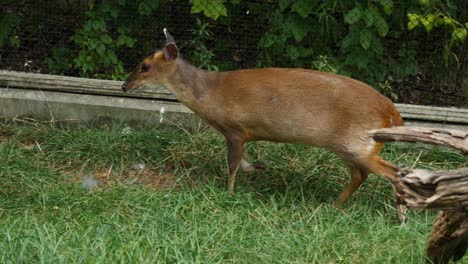 Muntjac-En-El-Zoológico-De-Columbus