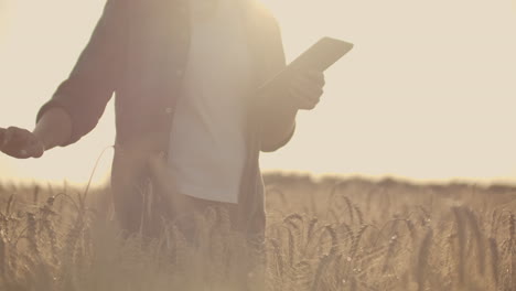 una mujer granjera en una camisa y vaqueros va con una tableta en un campo con centeno toca las espigas y presiona su dedo en la pantalla al atardecer. movimiento dolly