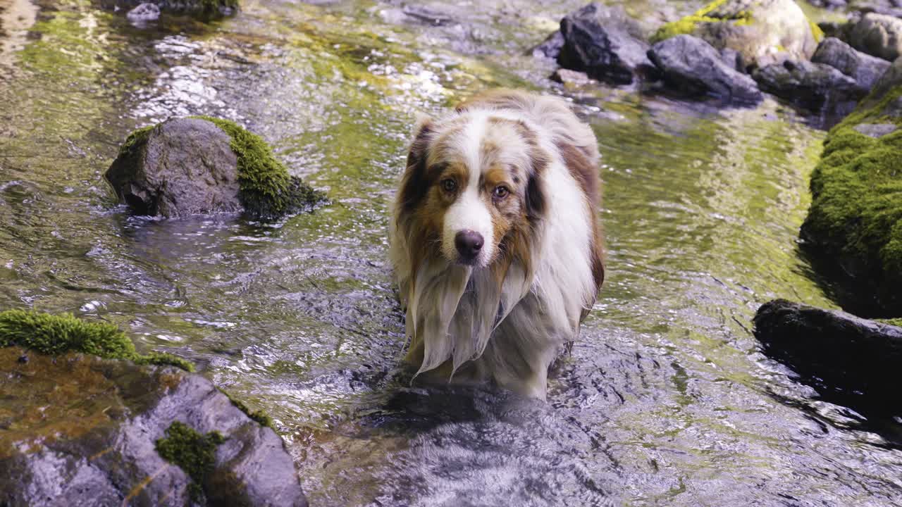pastor australiano de pie en un arroyo de montaña en busca de refresco en un caluroso día de verano