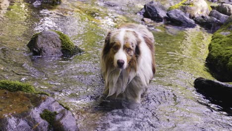 Pastor-Australiano-Parado-En-Un-Arroyo-De-Montaña-Buscando-Un-Refrigerio-En-Un-Caluroso-Día-De-Verano