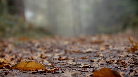 Nahaufnahme-Der-Blätter-Auf-Dem-Weg-Durch-Den-Herbstwald