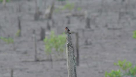 Pazifische-Schwalbe,-Die-Auf-Totem-Baum-Hockt