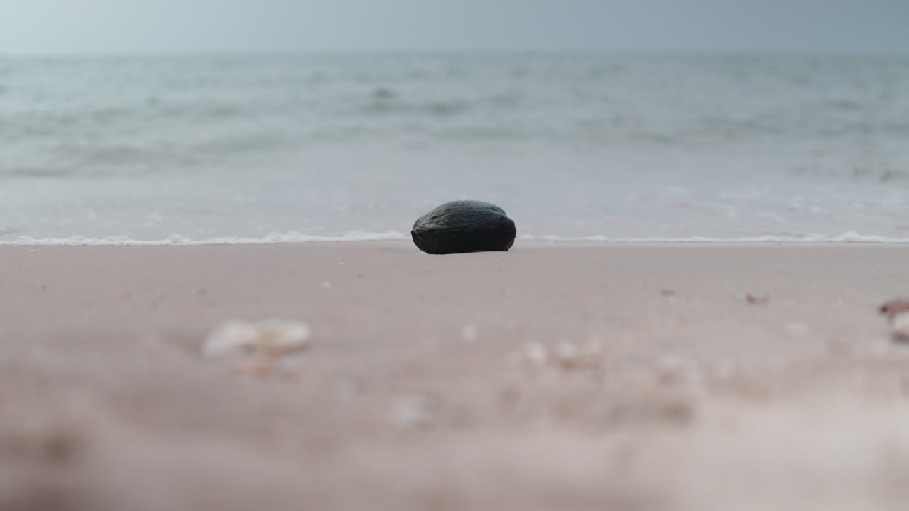 Coconut on a sandy beach