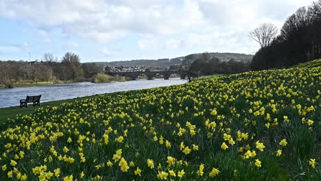 Expanse-of-yellow-daffodils-along-River-Dee,-Aberdeen-,-Bridge-of-Dee
