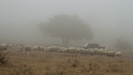 ovejas en un campo de niebla