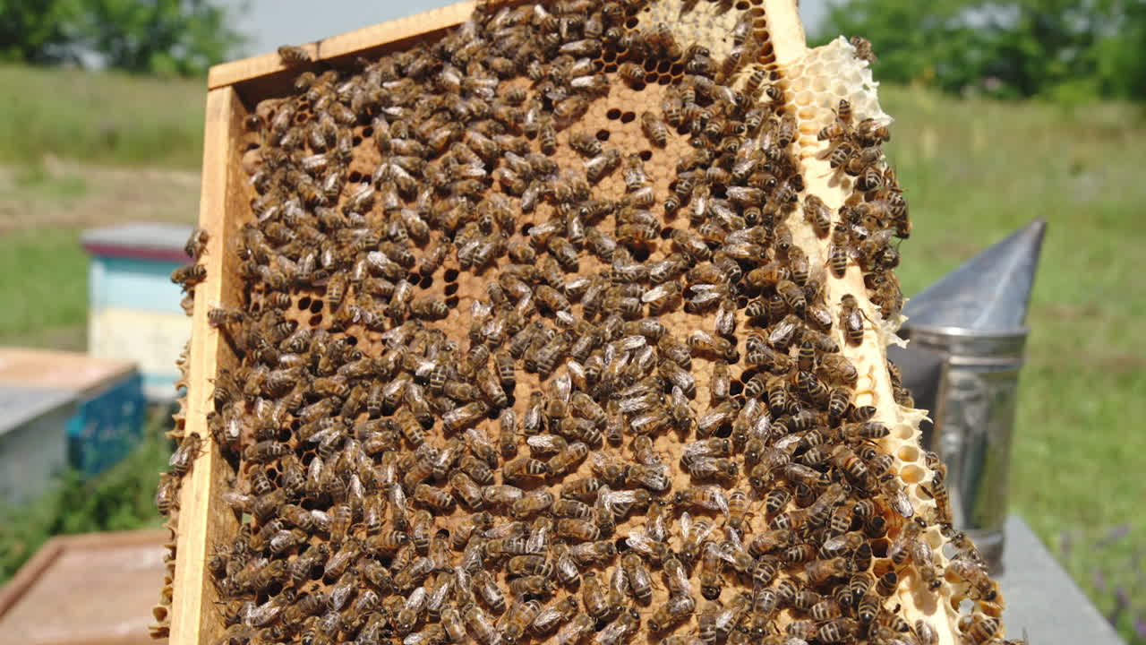 Honey frame coated with stripy insects crawling over. Man's hand holding a heavy frame full of honey and bees. Close up.