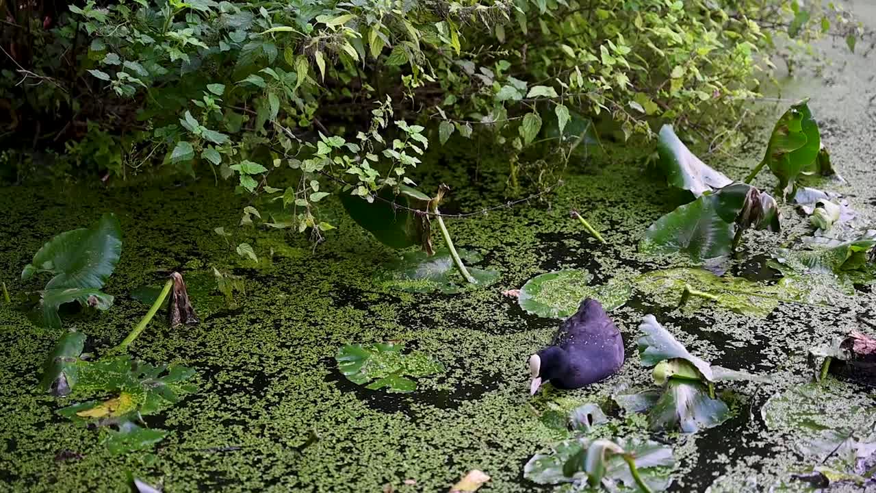 плавание в бассейне сент-панкрас, лондон, соединенное королевство