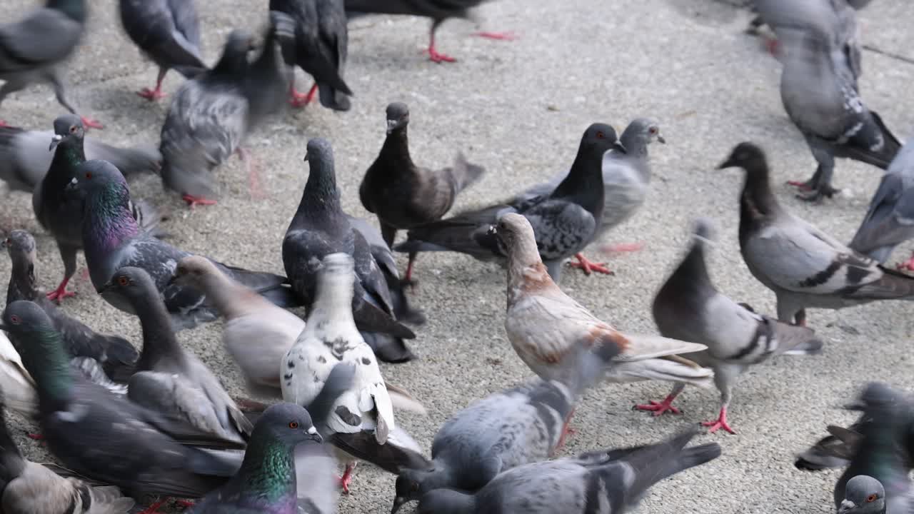 비둘기 무리가 급속히 먹이를 고 있다