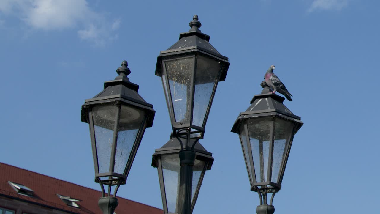 Pigeon sits on old street lamp, clear daylight, static camera, urban Nuremberg, blue sky
