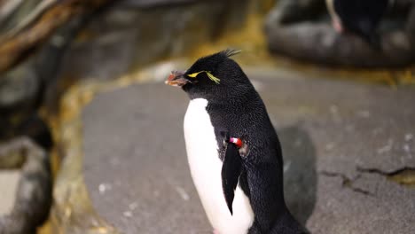 penguin calls out while standing among rocks