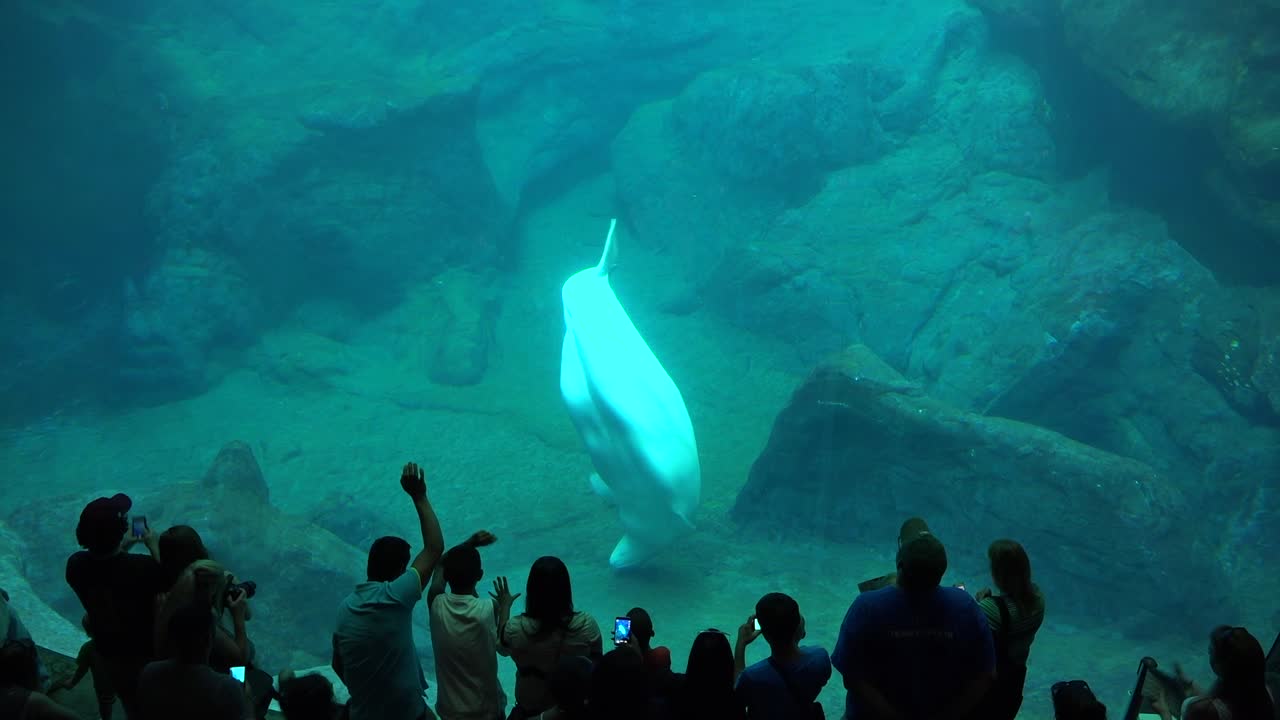 los visitantes se recortan contra un enorme tanque submarino con una ballena blanca actuando