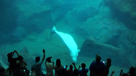 visitors are silhouetted against a huge underwater tank with a white whale performing