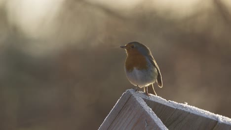 lonely sparrow on top of birdhouse on cold winter morning, close up