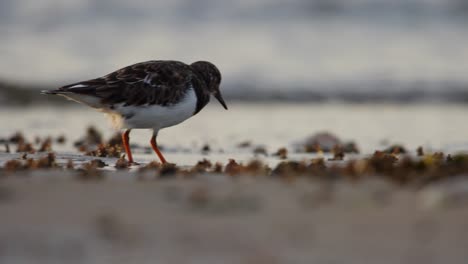 a ruddy turnstone bird on the shore