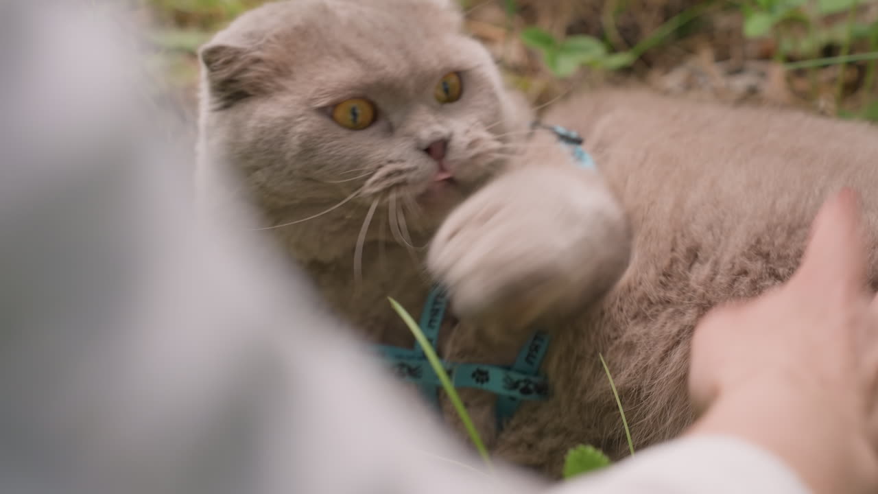 Un felino ostile reagisce visibilmente a un tocco delicato, un gatto aggressivo mostra chiari segni di dispiacere al contatto, un felino arrabbiato reagisce a quella che percepisce come una minaccia durante l'interazione con un essere umano