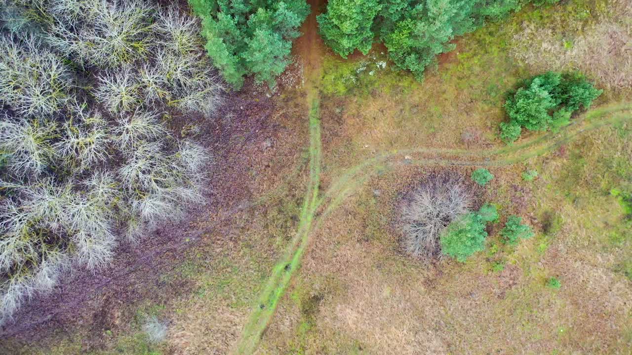 Flyover mixed thees forest. Path in the forest.