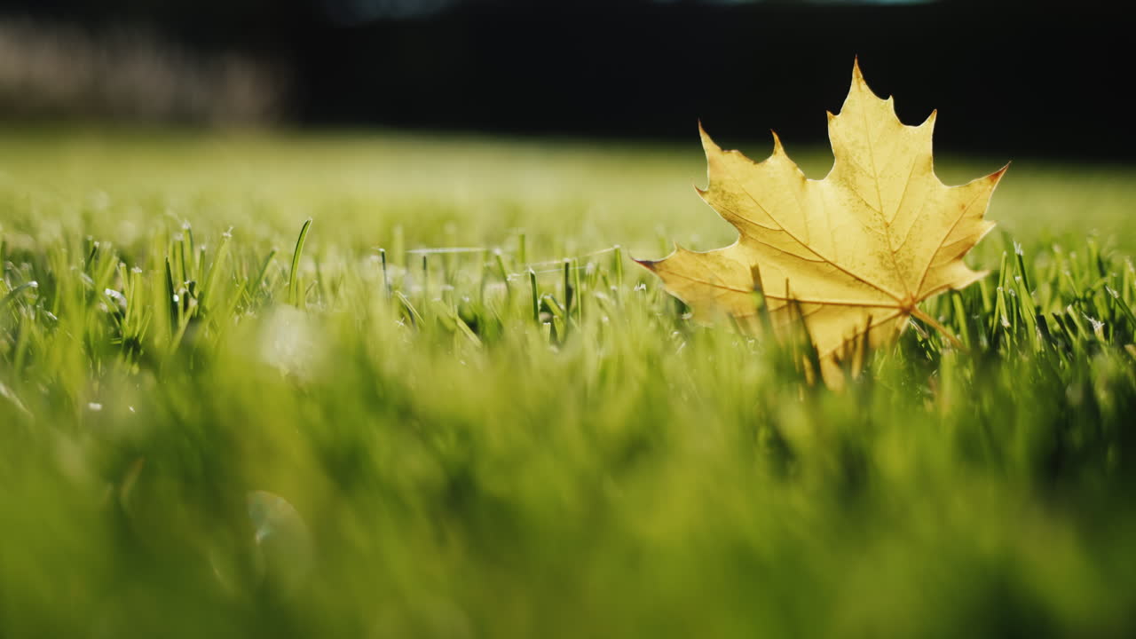Keltainen vaahteranlehti makaa vihreällä nurmikolla. 4k-video.