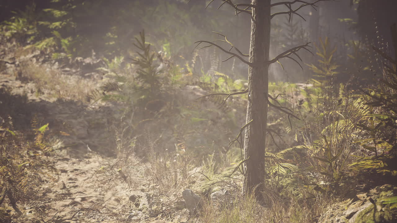 Nature trail winding through a quiet canadian forest in morning light