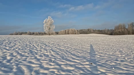 pov прогулка по заснеженному зимнему полю в солнечный день с замерзшими деревьями на заднем плане