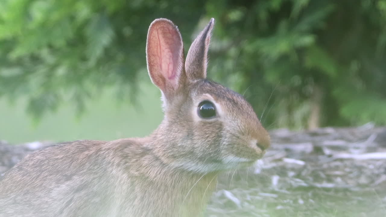 un conejo de cola de algodón salvaje observando el mundo y listo para huir al primer indicio de peligro