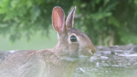 a wild cottontail rabbit observing the world and ready to flee at the first hint of danger