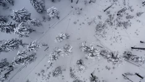 aerial looking straight down of a forest covered in snow and ice