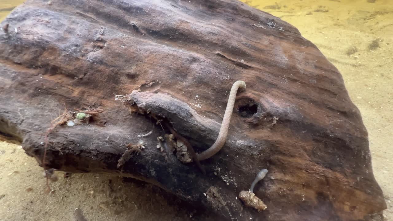 Leeches Erpobdella octoculata on a piece of wood at the bottom of a shallow stream in Vormsi, Estonia.