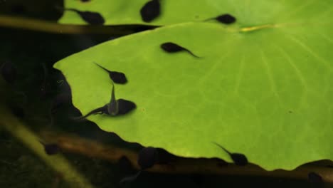 macro tadpole and guppy swim on surface of fresh water and lotus leaf