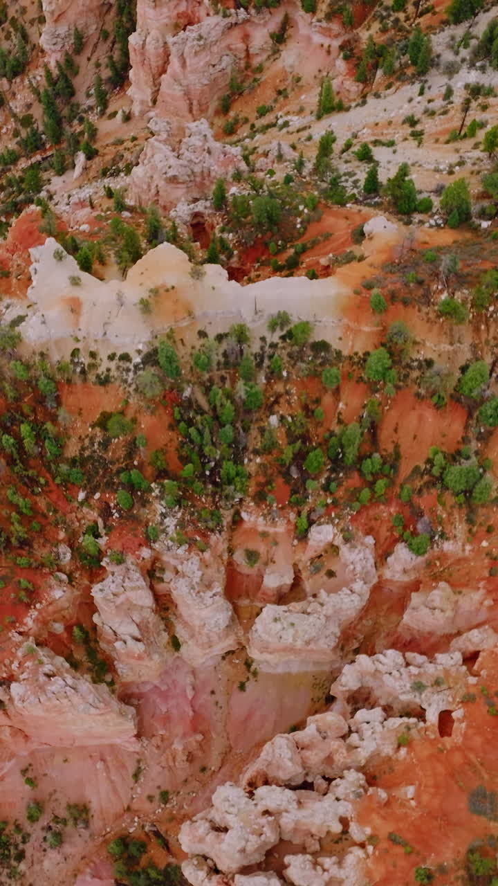 Pine trees growing on the canyon outlandish rocks. Outstanding Bryce National Park, Utah, United States from aerial view. Vertical video
