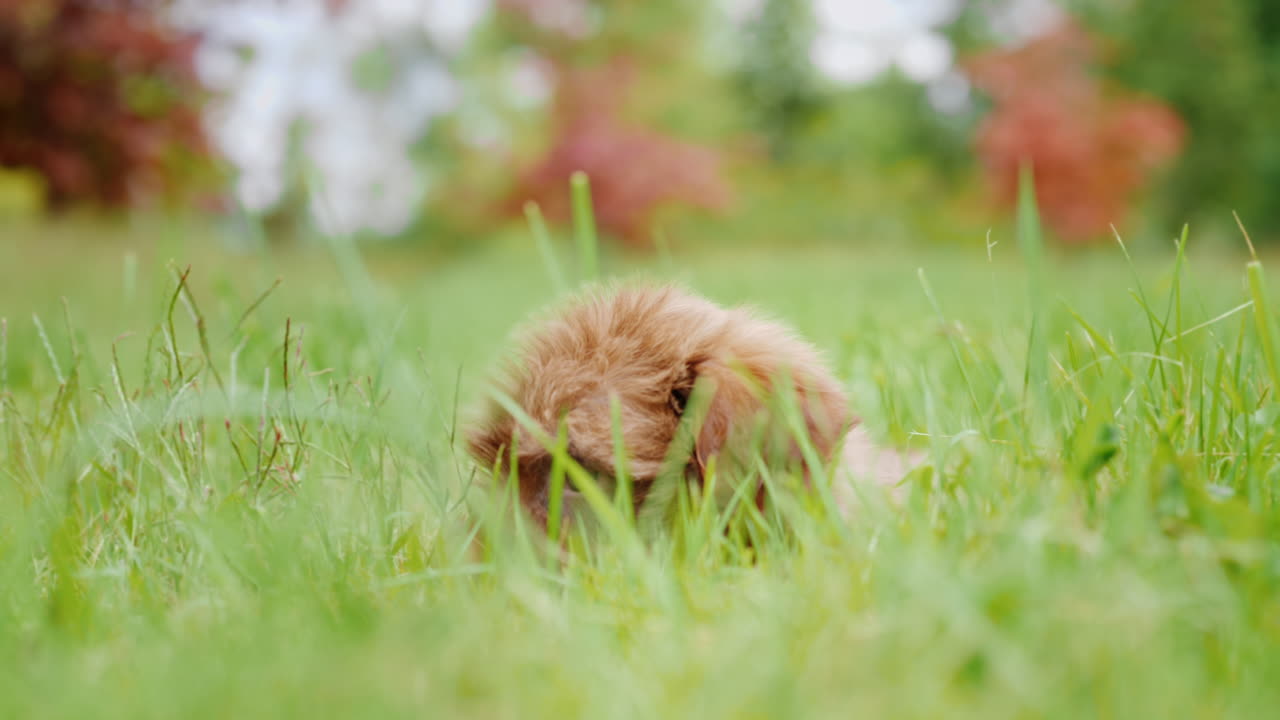 작은 havanese 강아지