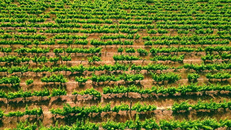 Drohne,-Bauernhof-Und-Nachhaltigkeit-Mit-Bio-Pflanzen