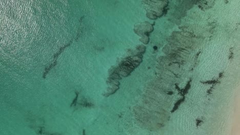 Stingray-swimming-through-the-ocean-on-a-calm-day