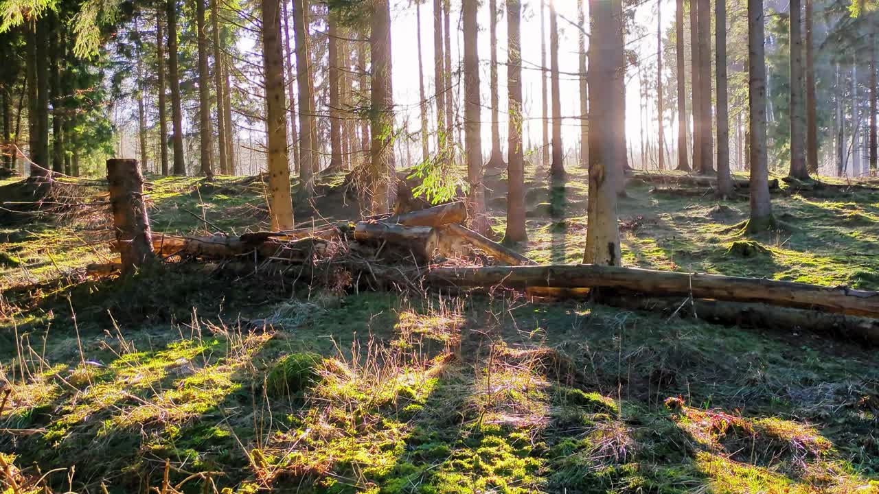 En fredelig, solbeskinnet scene fra en dansk fyrreskov. Stærkt modlys skaber smukke solstråler gennem træerne, der oplyser den levende grønne mos og væltede træstammer på skovbunden