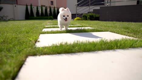 two pomeranian spitz dogs runs on a wide tile on the grass after a girl. backyard with a house on the background.