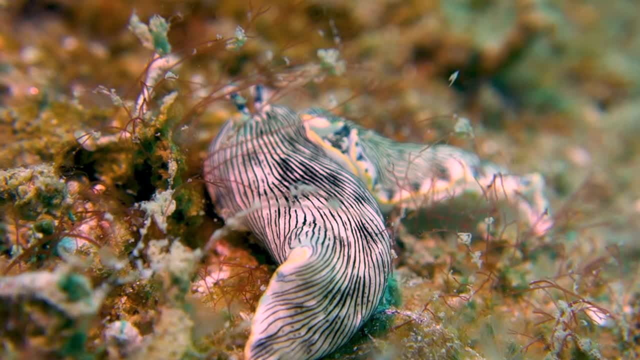 dos gusanos de babosa de mar de nudibranquio rayado negro de cuerpo blando y largo descansan en el fondo del océano