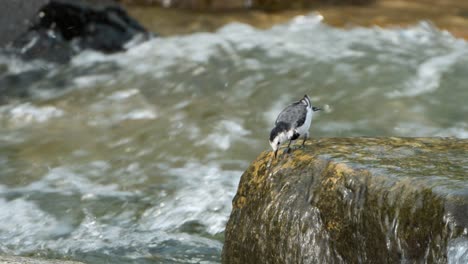 brave white wagtail feeding or willie wagtail bird standing on a boulder edge with raging river rapiuds in backdrop