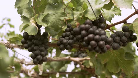 Viñedo-De-Uva-Orgánica-Con-Muchos-Racimos-De-Uvas-Para-La-Cosecha