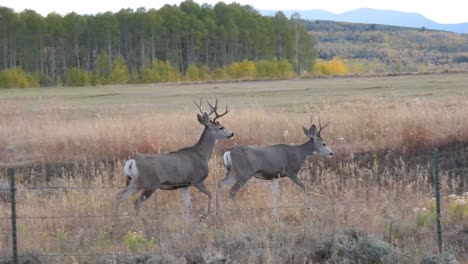 two mule deer bucks are spooked in a field with a fence in the foreground