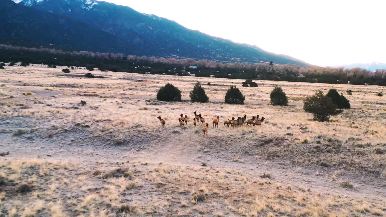 manada de alces en colorado mountain valley tiro aéreo 4k